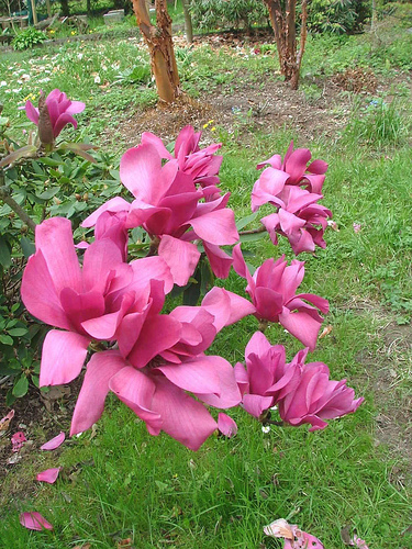 Magnolia vulcan — photo 1